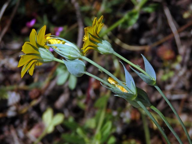 Žlutnice prorostlá (Blackstonia perfoliata L. Hudson)