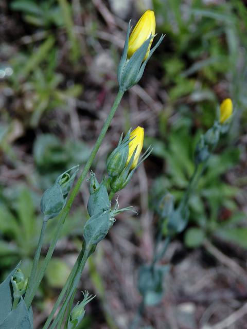 Žlutnice prorostlá (Blackstonia perfoliata L. Hudson)