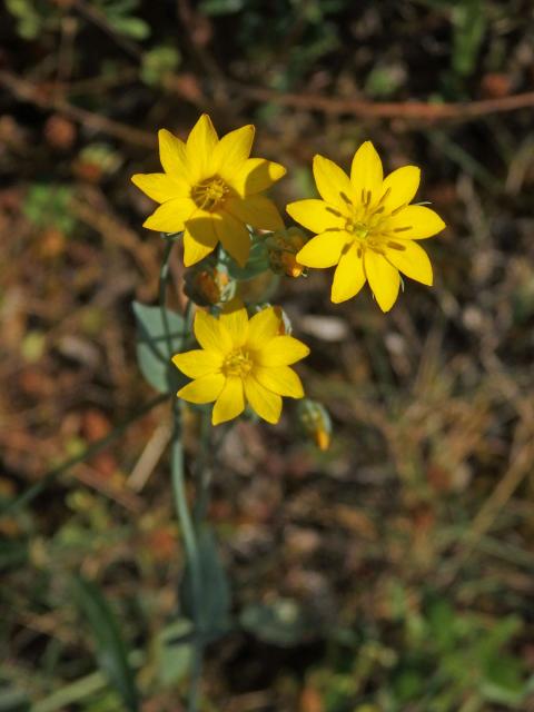 Žlutnice prorostlá (Blackstonia perfoliata L. Hudson)