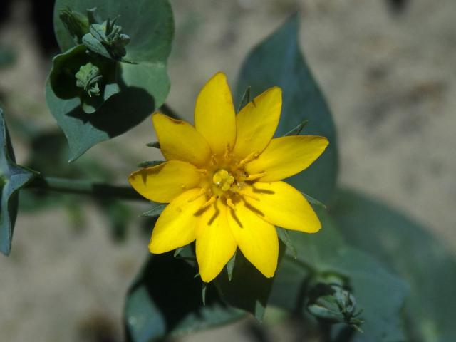 Žlutnice prorostlá (Blackstonia perfoliata L. Hudson)