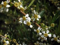 Prinsepie jednokvětá (Prinsepia uniflora Batal.)