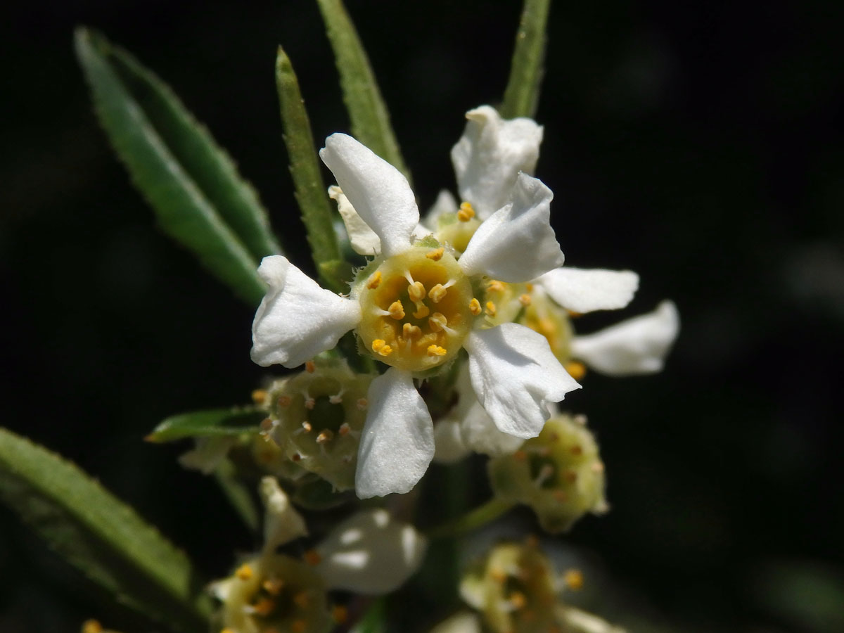 Prinsepie jednokvětá (Prinsepia uniflora Batal.)