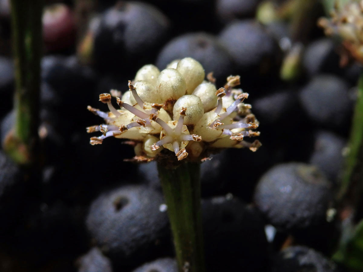 Osmoxylon lineare (Merr.) Philipson