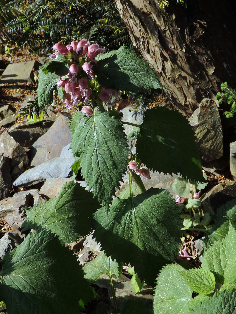 Hluchavka šalvějová (Lamium orvala L.)