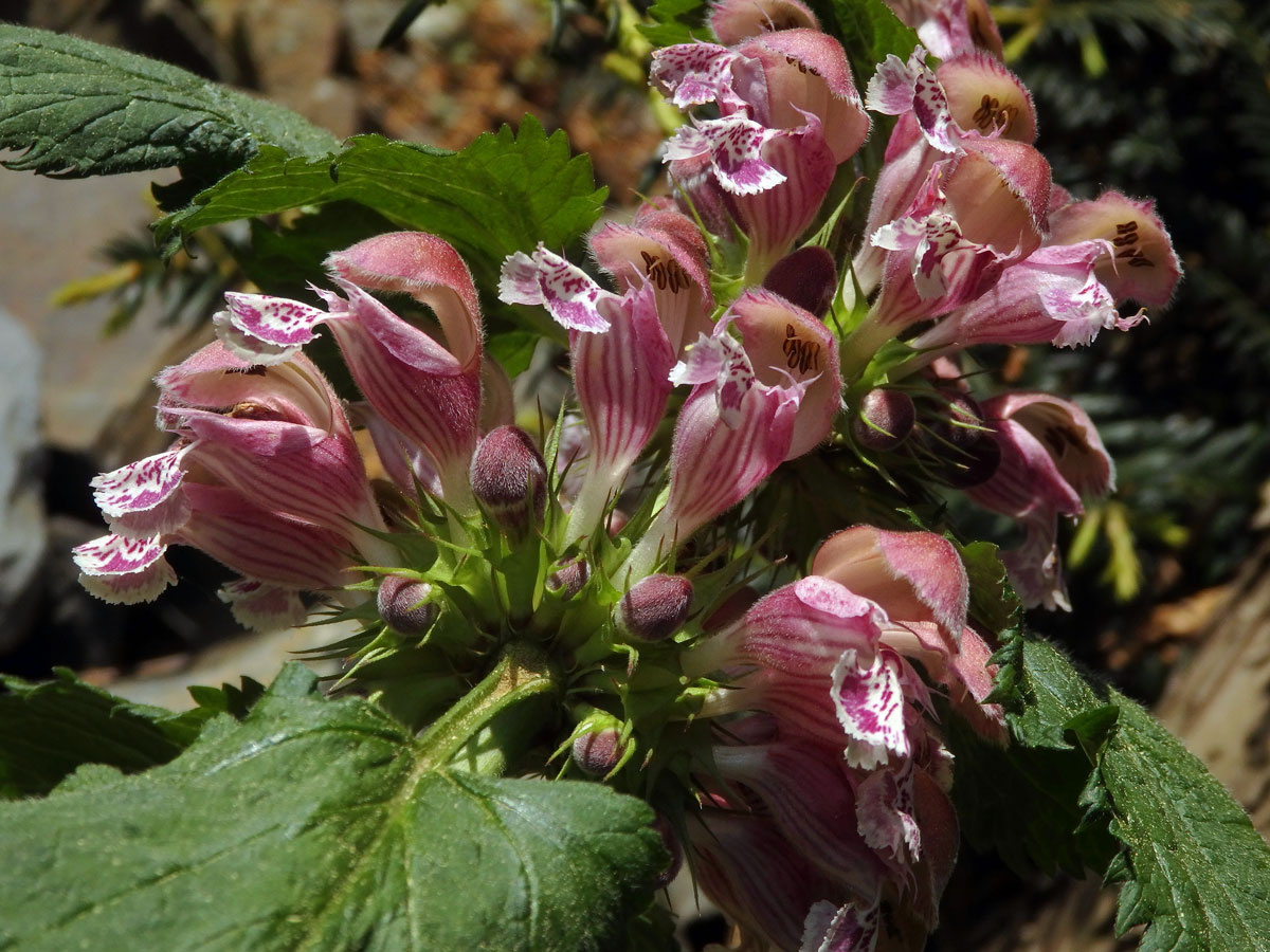 Hluchavka šalvějová (Lamium orvala L.)