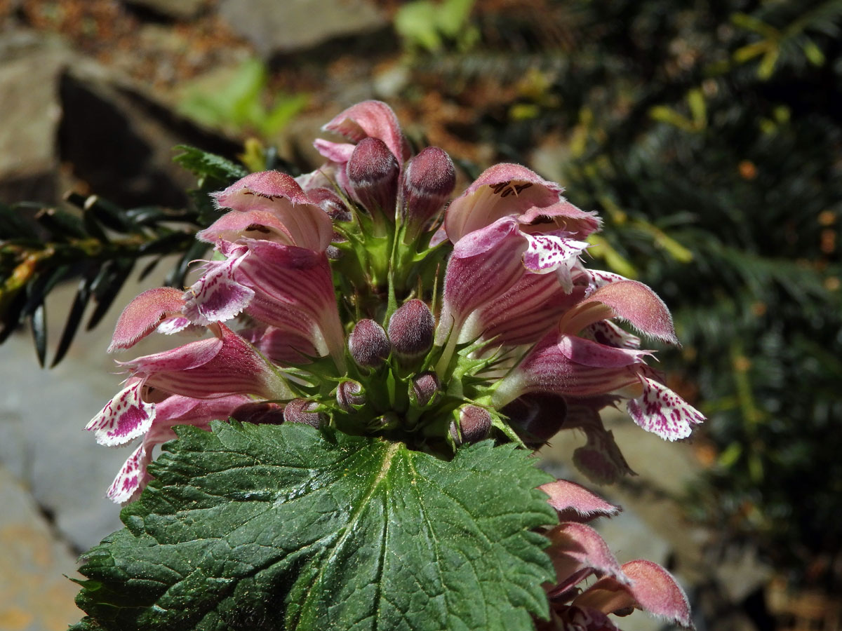 Hluchavka šalvějová (Lamium orvala L.)