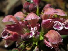 Hluchavka šalvějová (Lamium orvala L.)