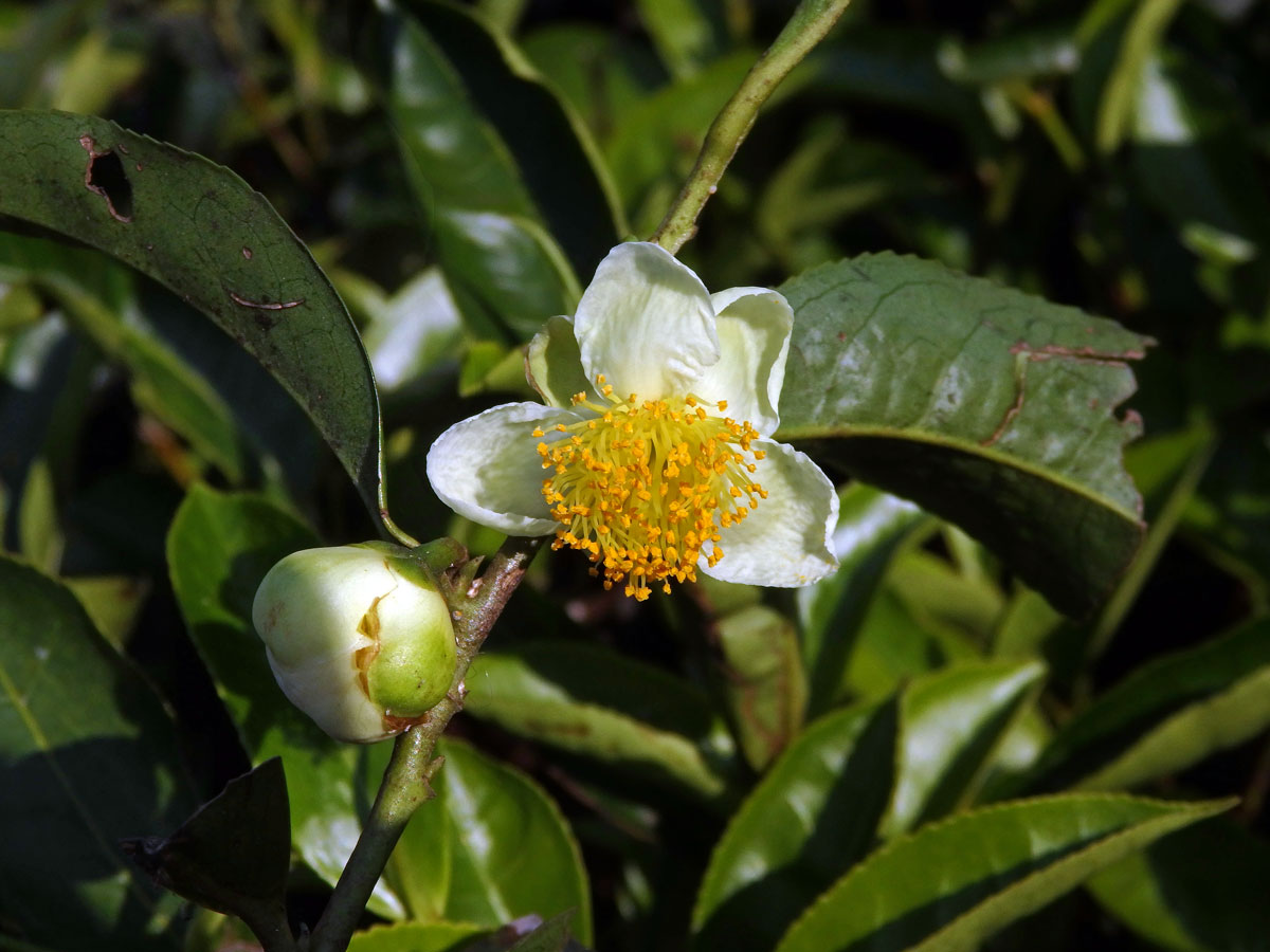 Čajovník čínský (Camellia sinensis (L.) Kuntze)