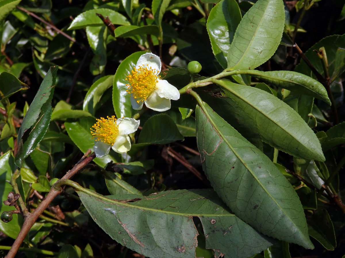 Čajovník čínský (Camellia sinensis (L.) Kuntze)