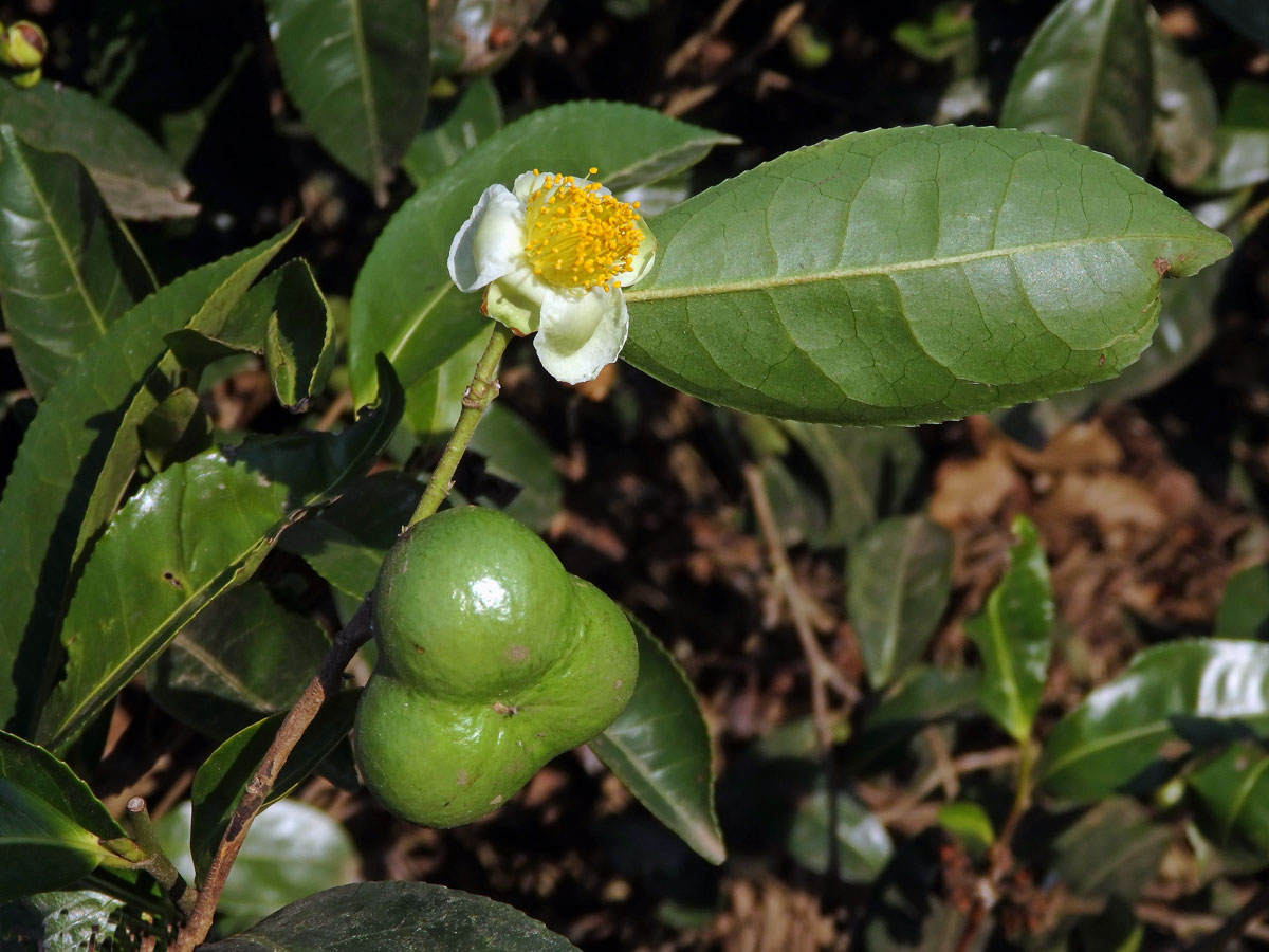 Čajovník čínský (Camellia sinensis (L.) Kuntze)