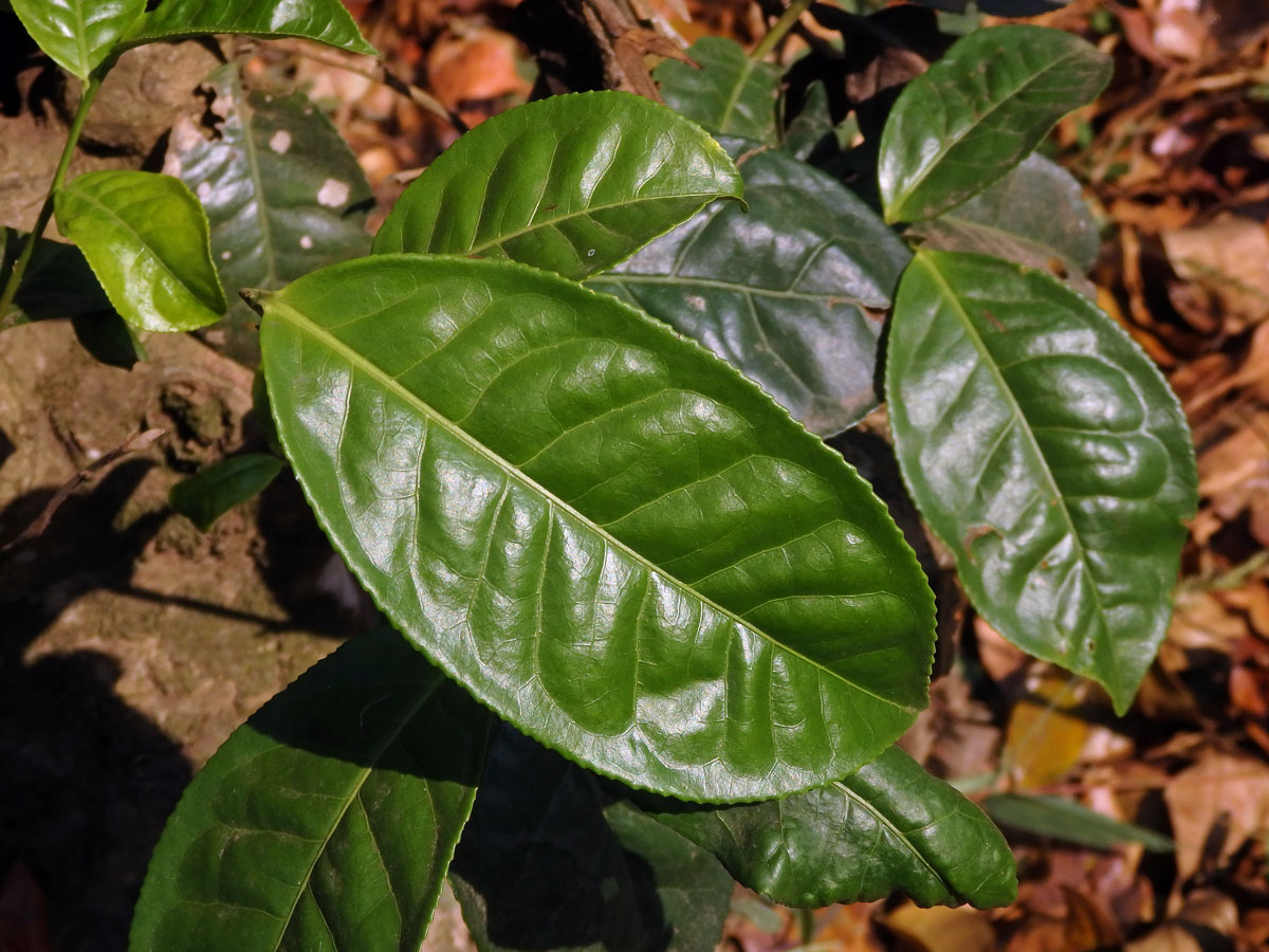 Čajovník čínský (Camellia sinensis (L.) Kuntze)