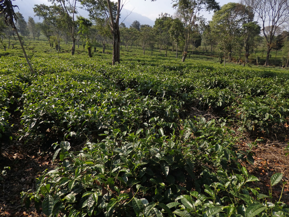 Čajovník čínský (Camellia sinensis (L.) Kuntze)