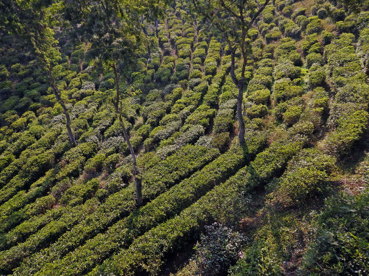 Čajovník čínský (Camellia sinensis (L.) Kuntze)