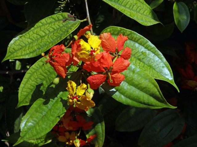 Bauhinie (Bauhinia kockiana Korth.)