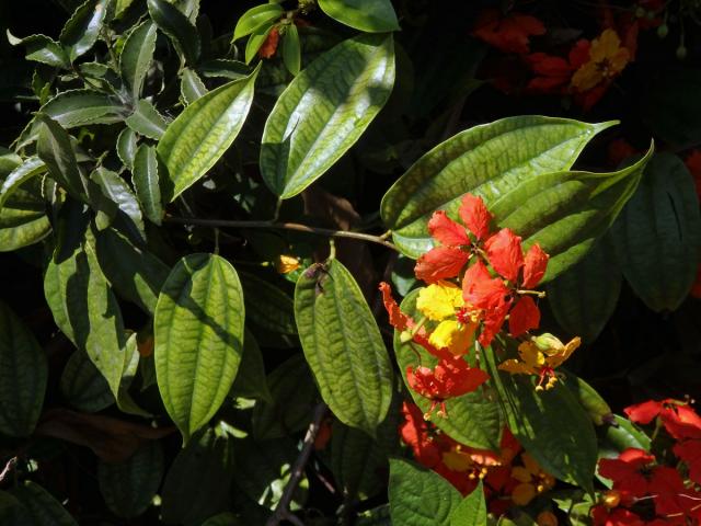 Bauhinie (Bauhinia kockiana Korth.)