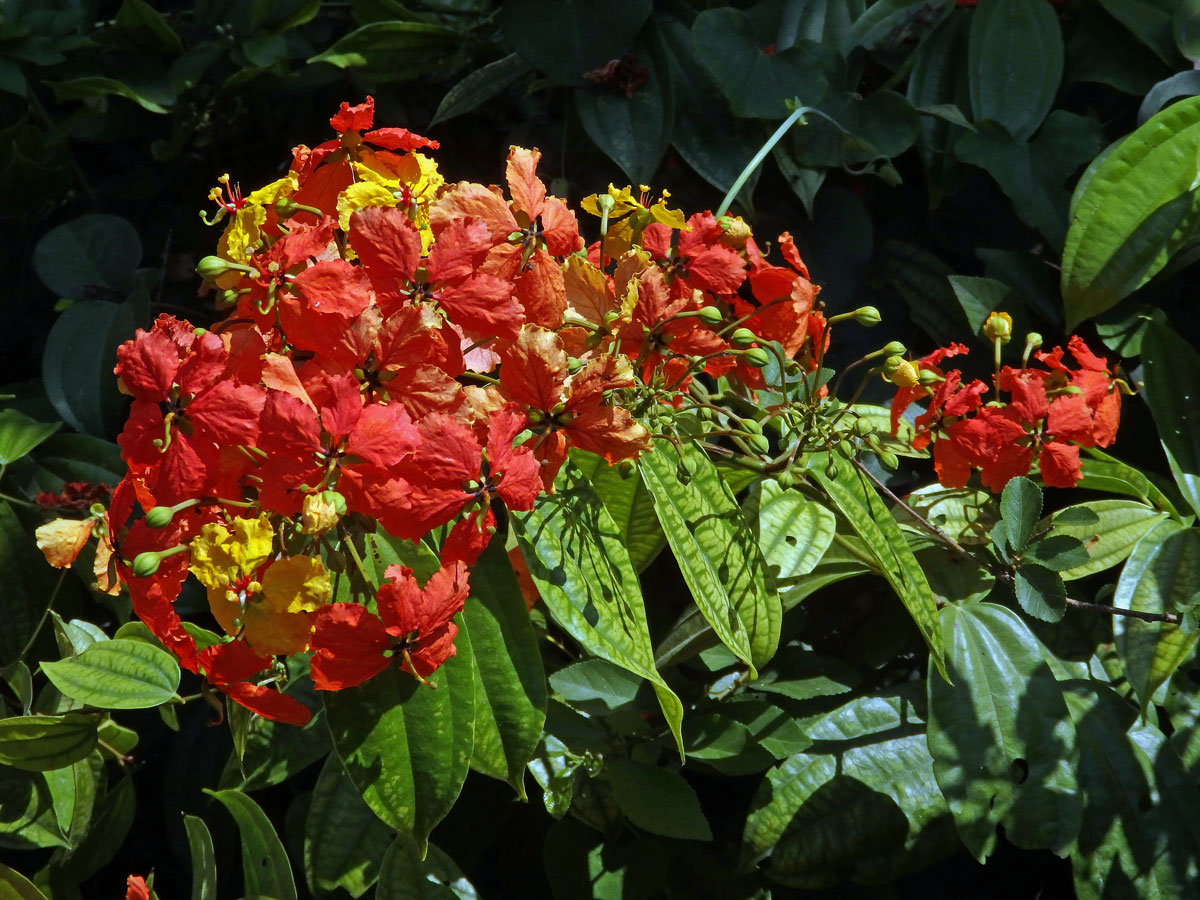 Bauhinie (Bauhinia kockiana Korth.)