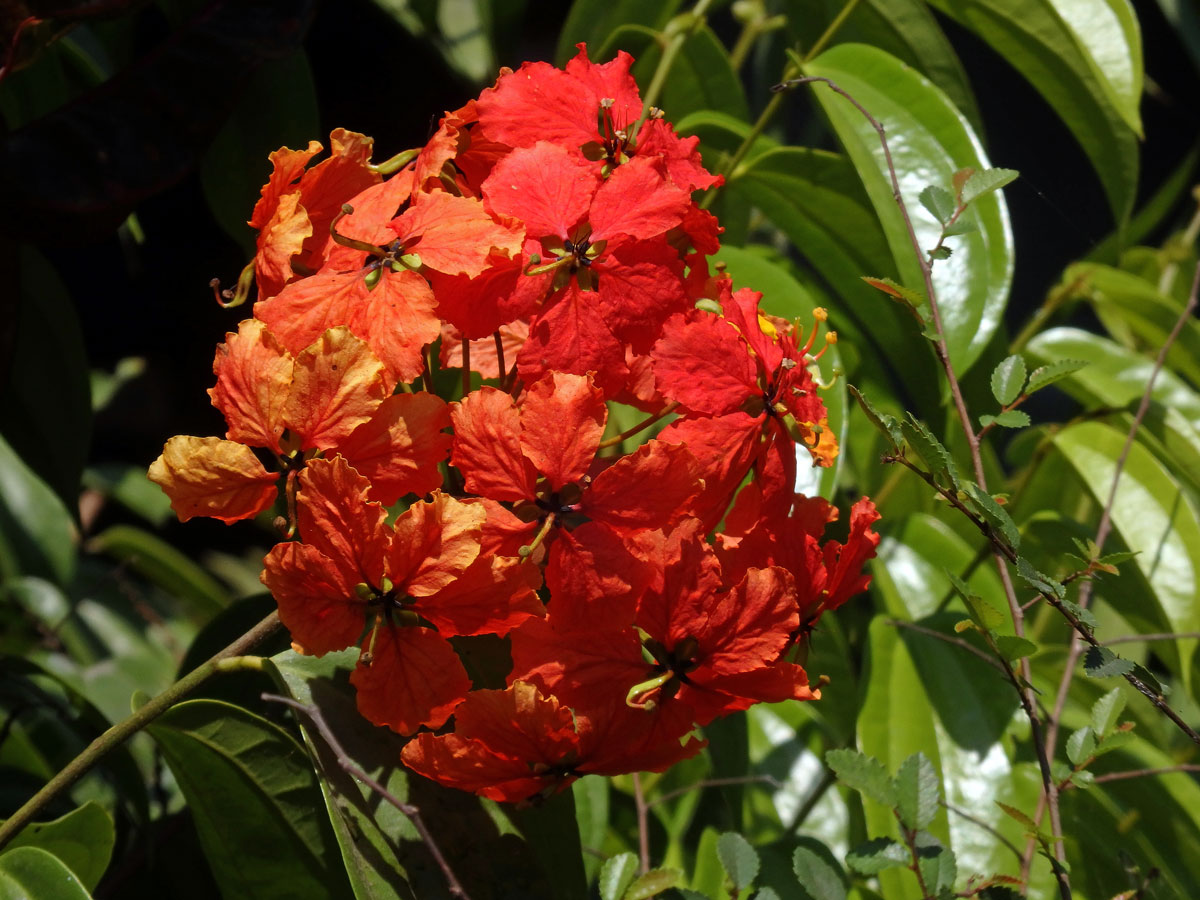 Bauhinie (Bauhinia kockiana Korth.)