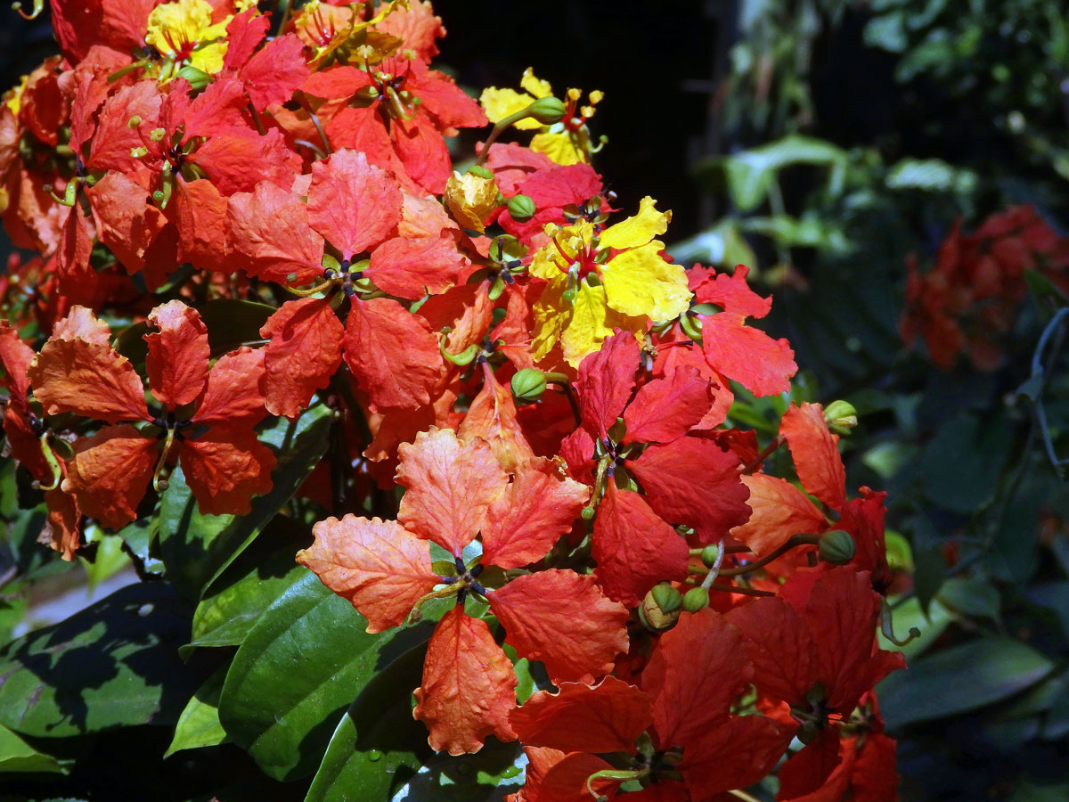 Bauhinie (Bauhinia kockiana Korth.)