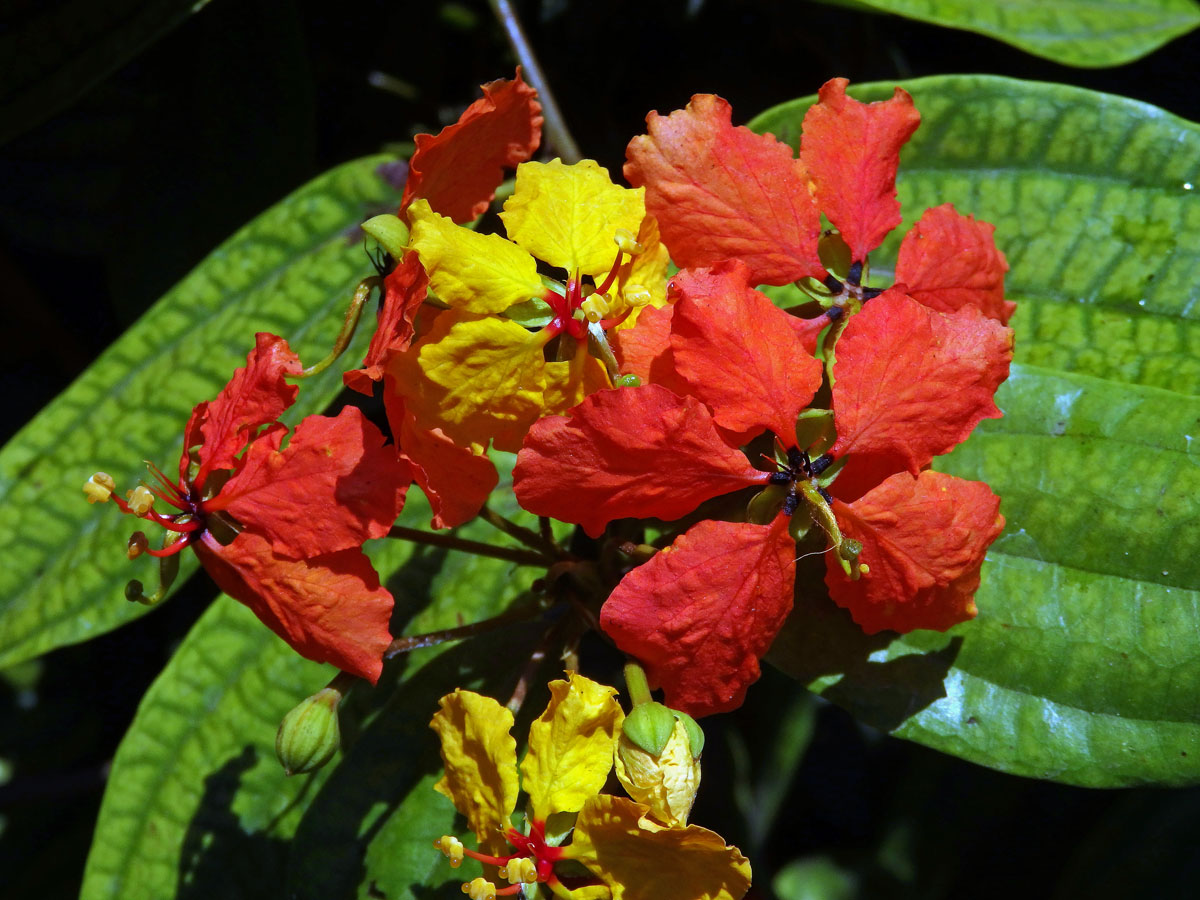 Bauhinie (Bauhinia kockiana Korth.)