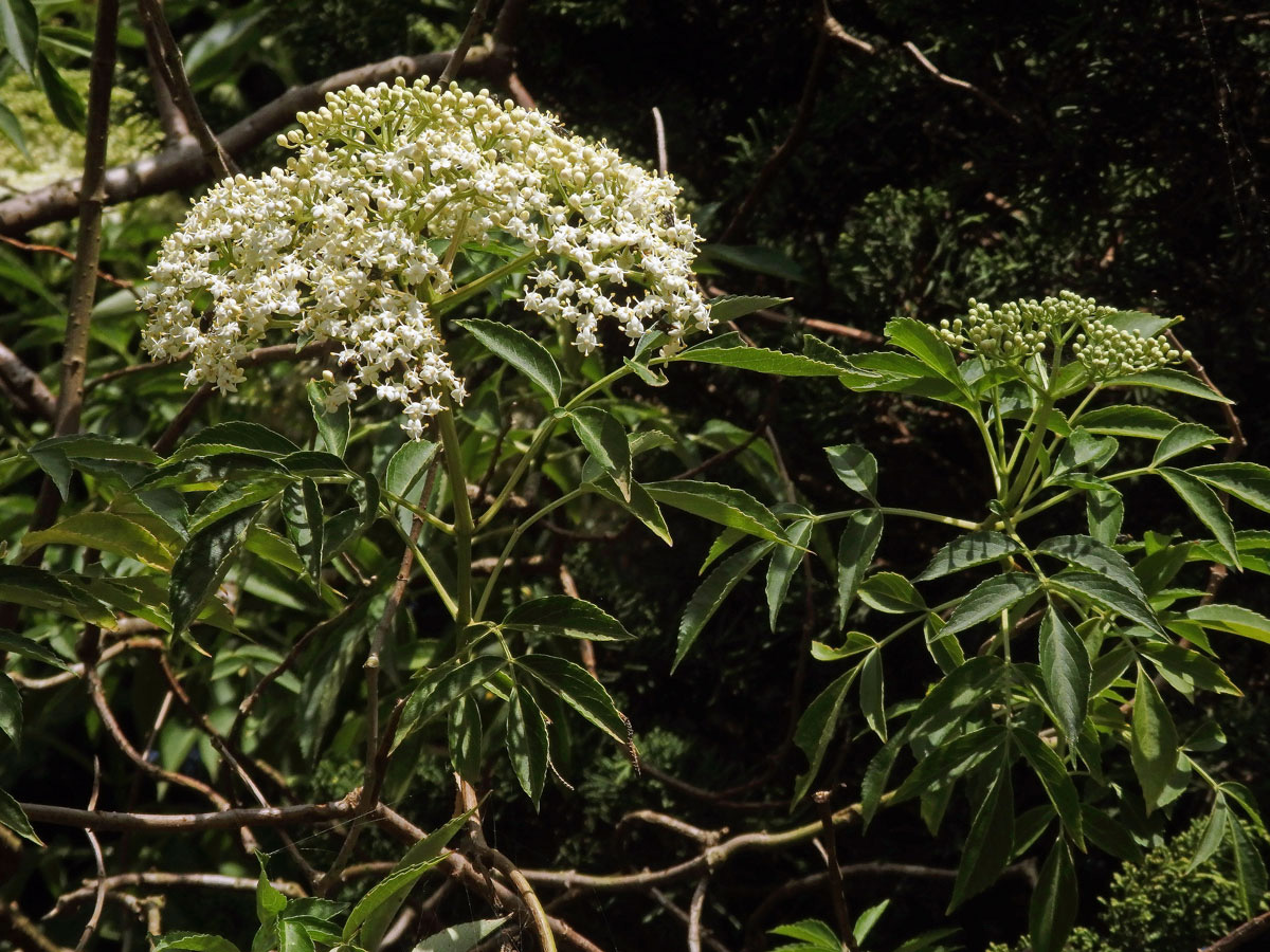 Bez (Sambucus javanica Reinw. ex Blume)