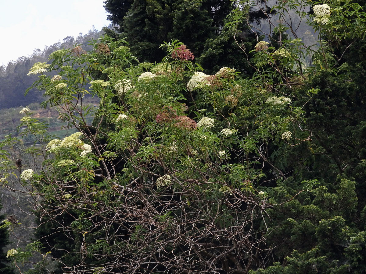 Bez (Sambucus javanica Reinw. ex Blume)