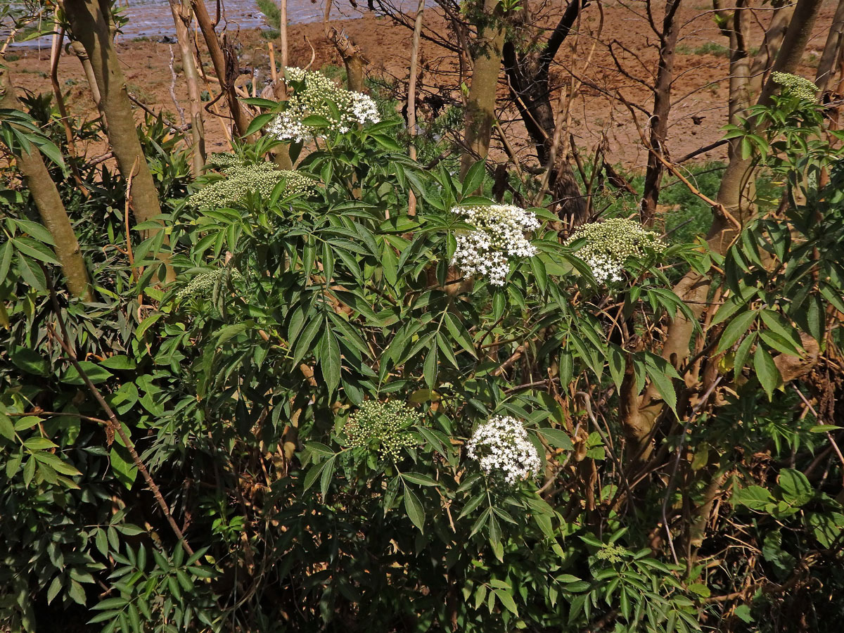 Bez (Sambucus javanica Reinw. ex Blume)