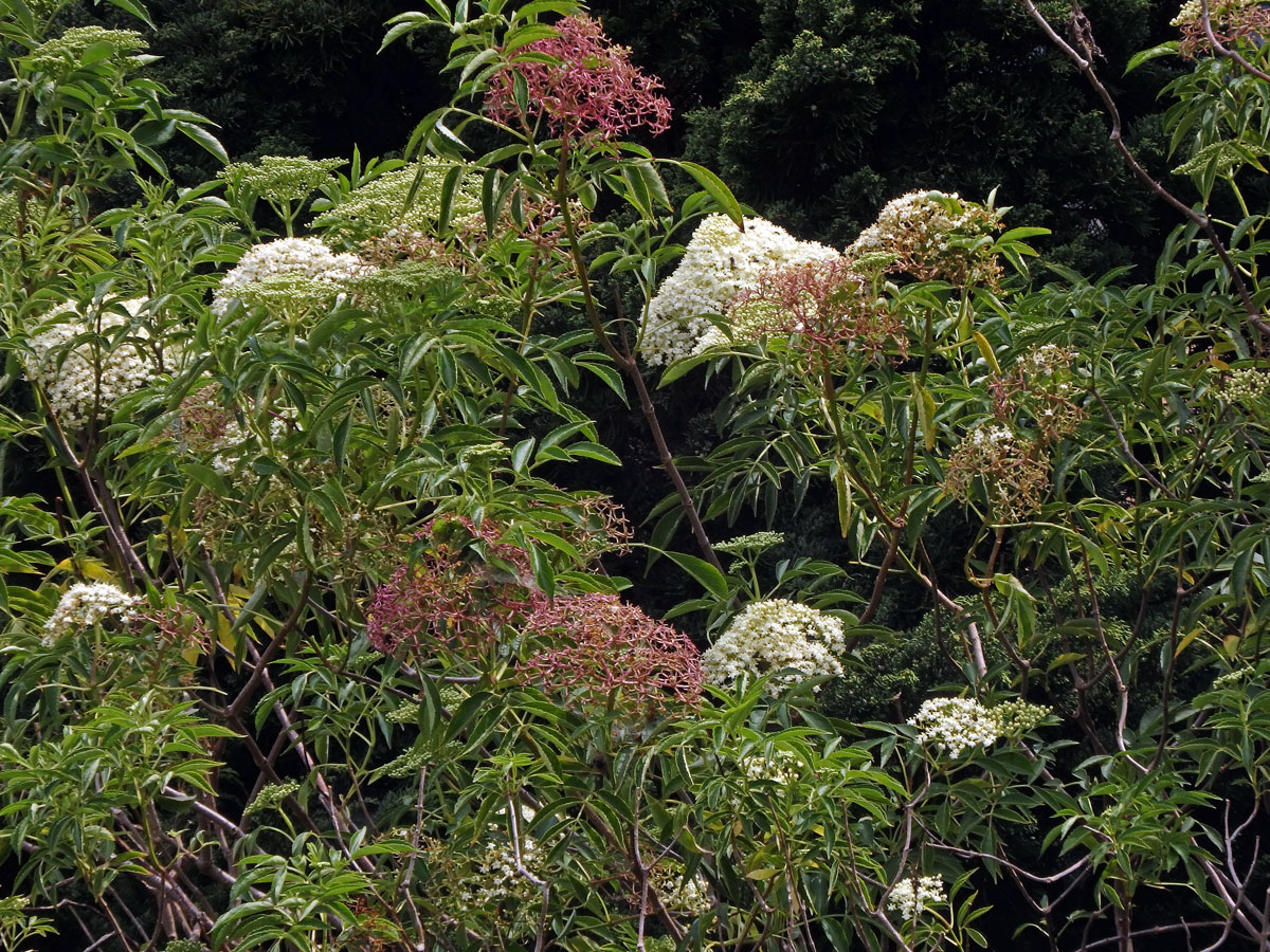 Bez (Sambucus javanica Reinw. ex Blume)