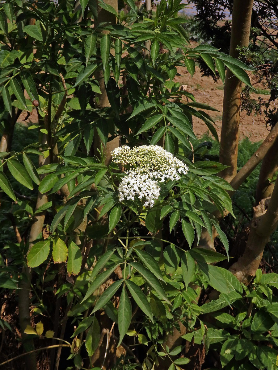 Bez (Sambucus javanica Reinw. ex Blume)