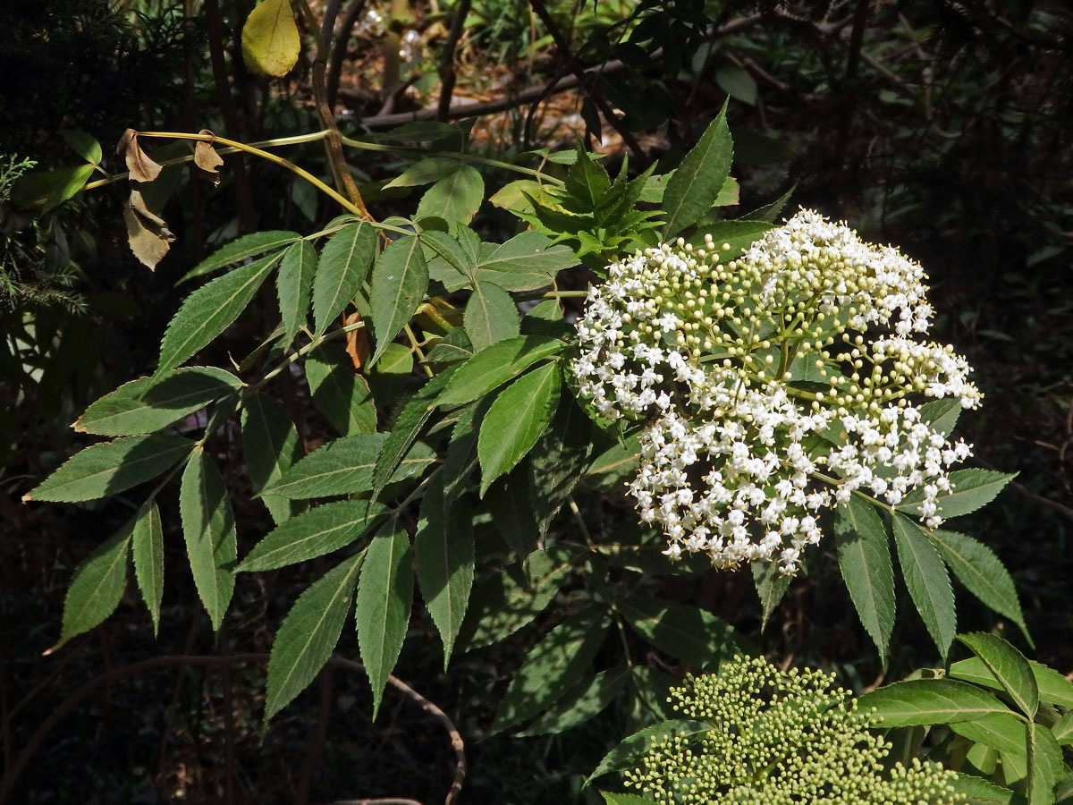 Bez (Sambucus javanica Reinw. ex Blume)