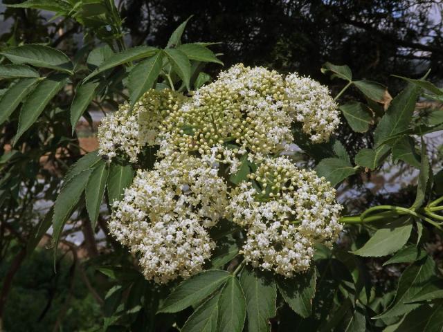 Bez (Sambucus javanica Reinw. ex Blume)