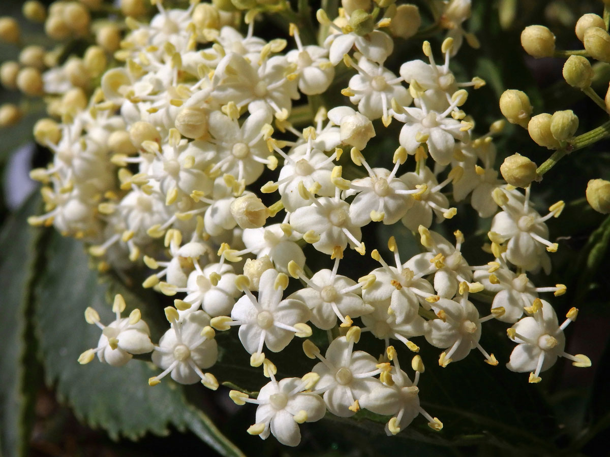 Bez (Sambucus javanica Reinw. ex Blume)