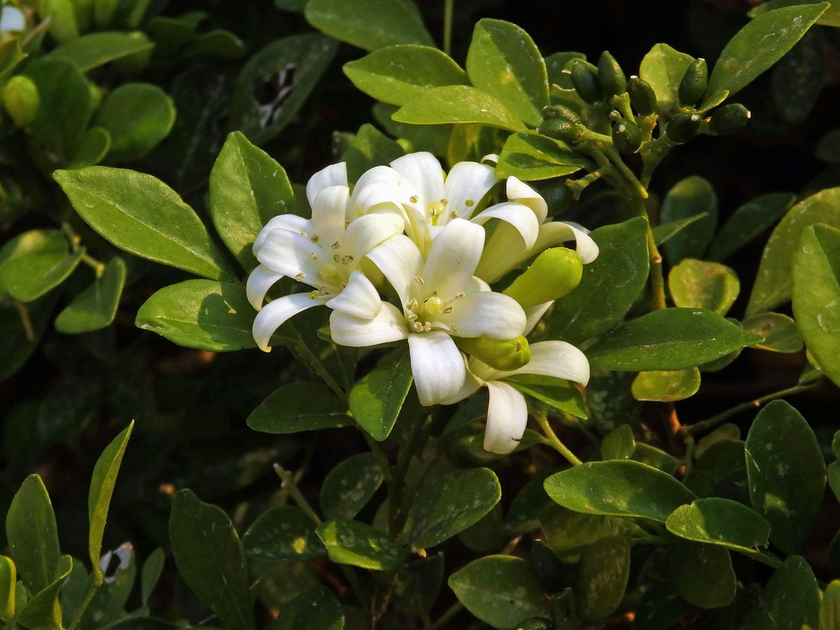 Murraya paniculata (L.) Spreng.