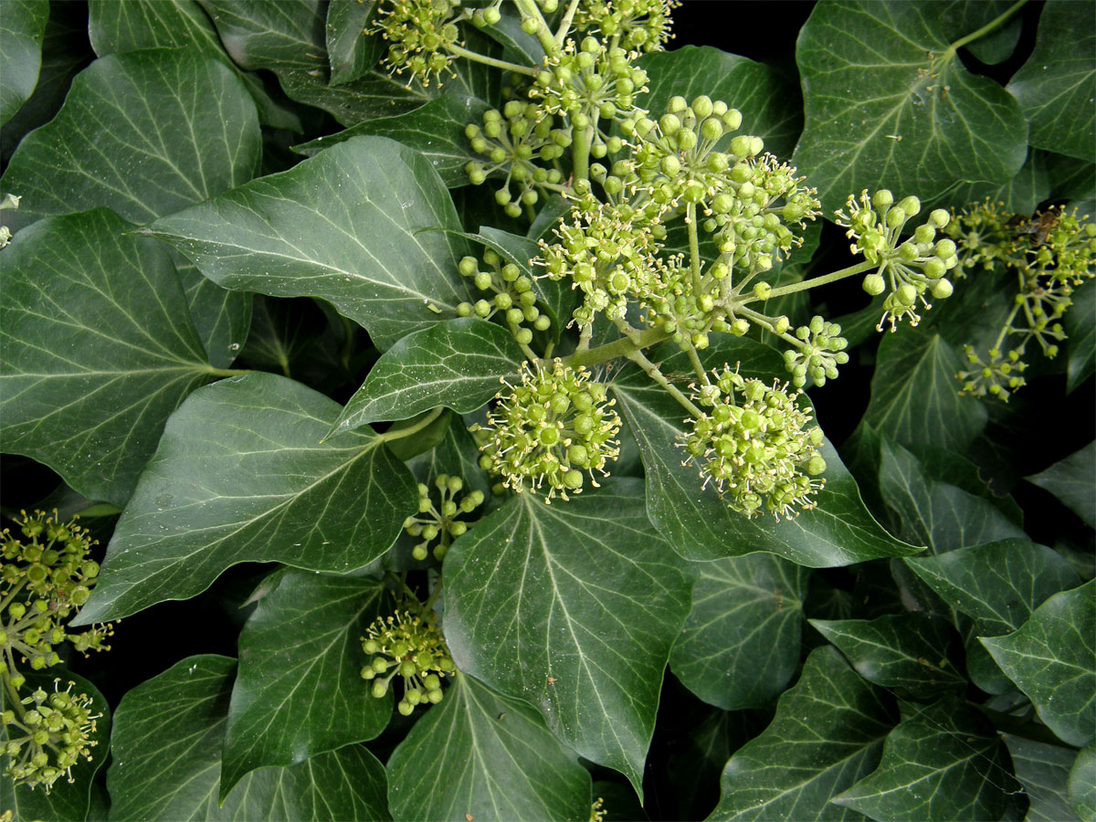 Břečťan popínavý (Hedera helix L.)