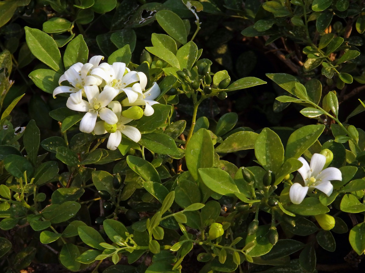 Murraya paniculata (L.) Spreng.