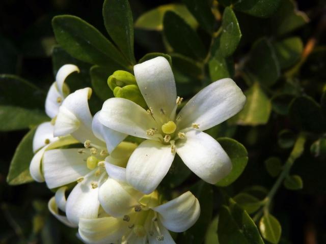 Murraya paniculata (L.) Spreng.