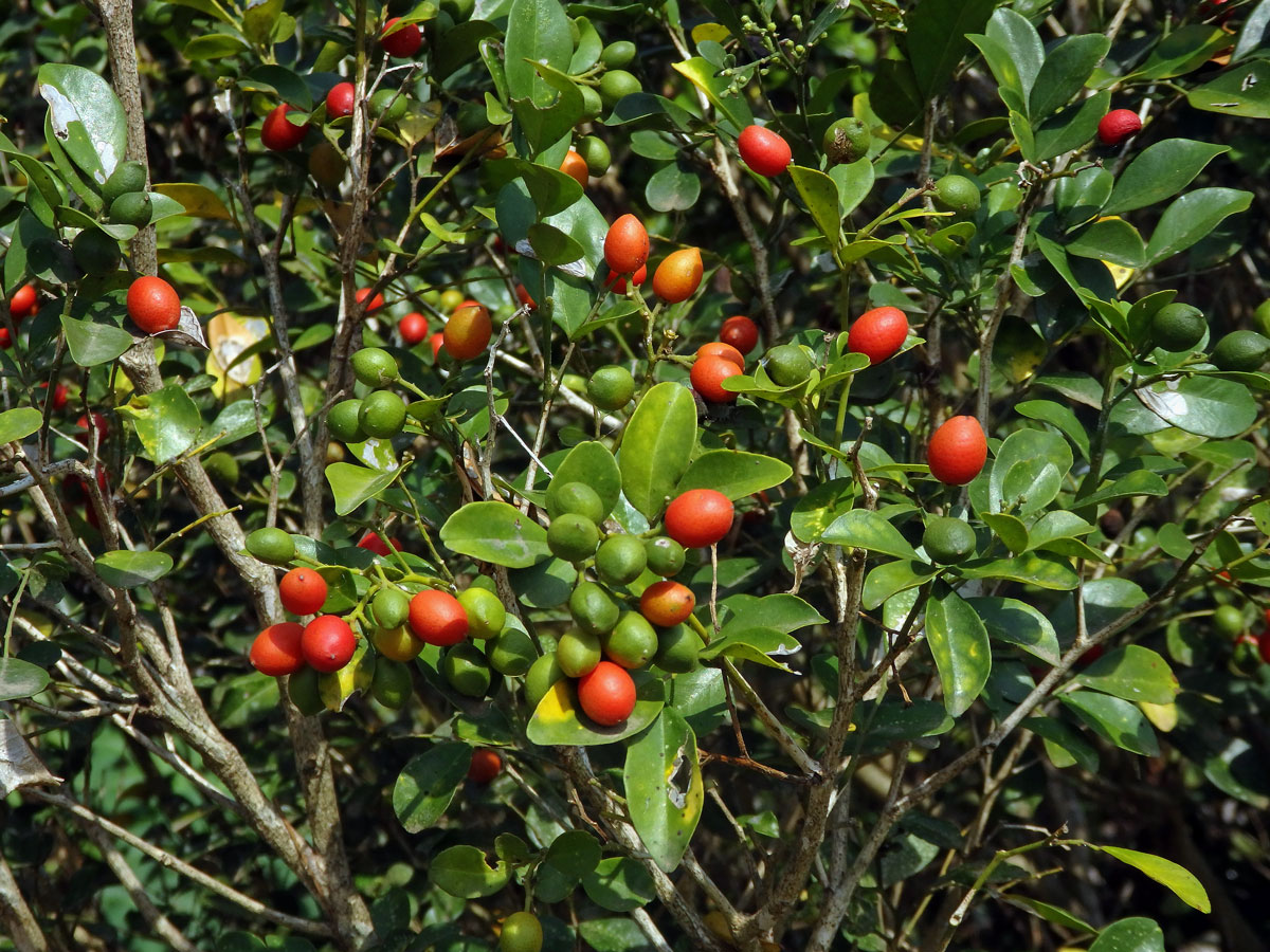 Murraya paniculata (L.) Spreng.