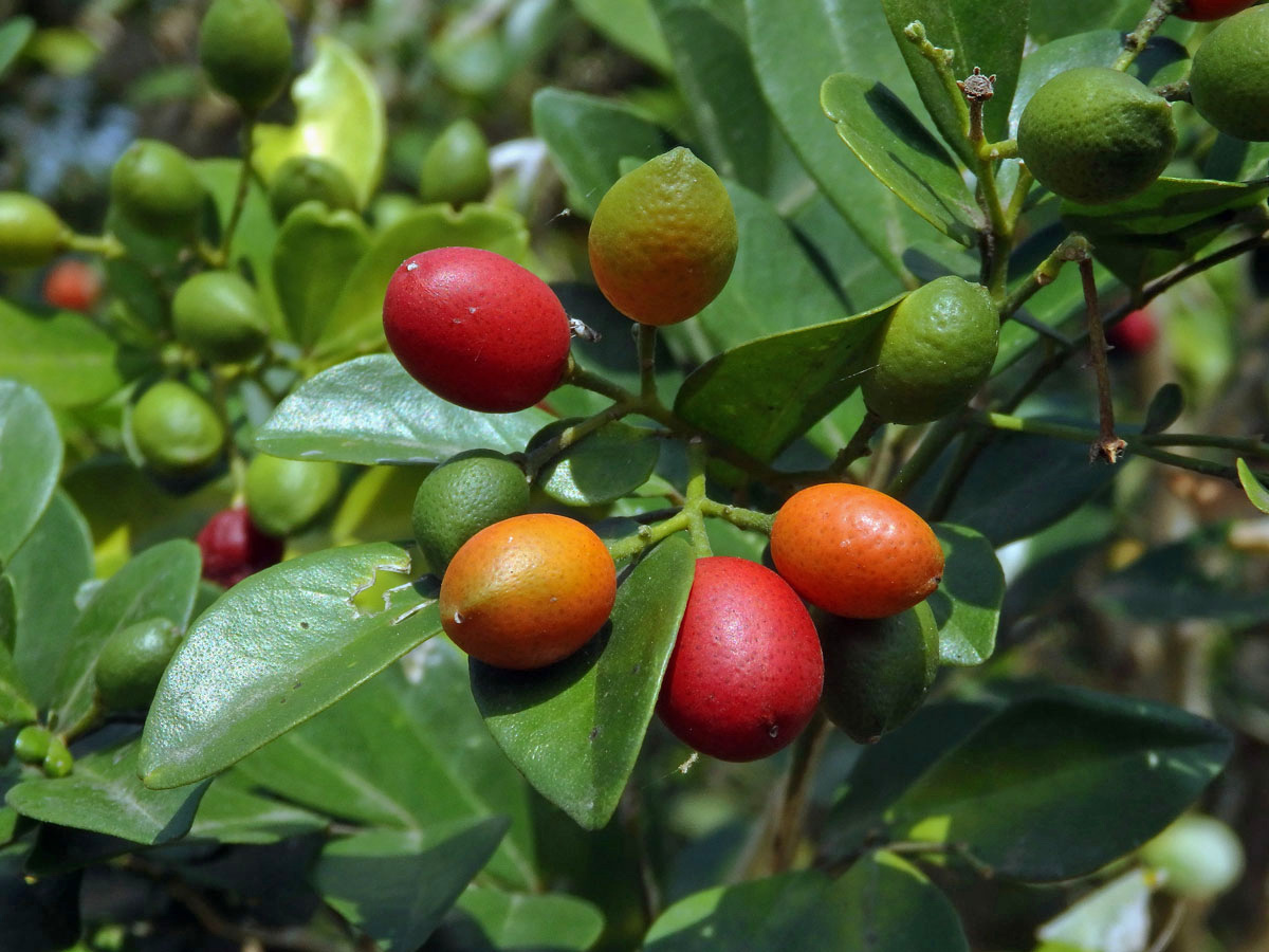 Murraya paniculata (L.) Spreng.