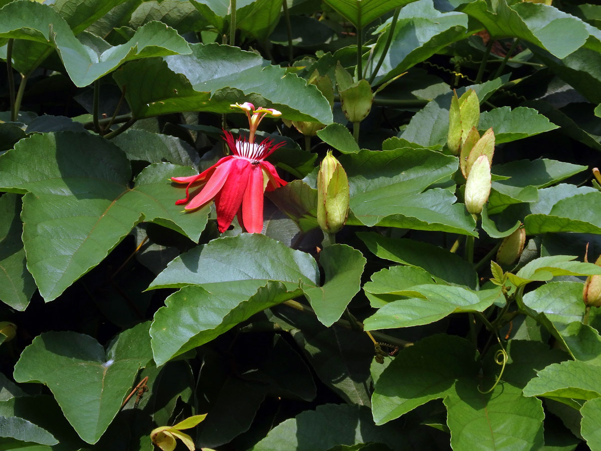 Mučenka (Passiflora vitifolia Kunth)