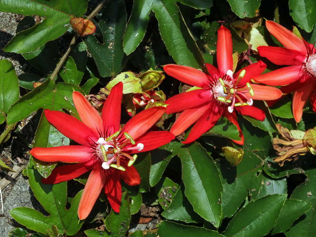 Mučenka (Passiflora vitifolia Kunth)