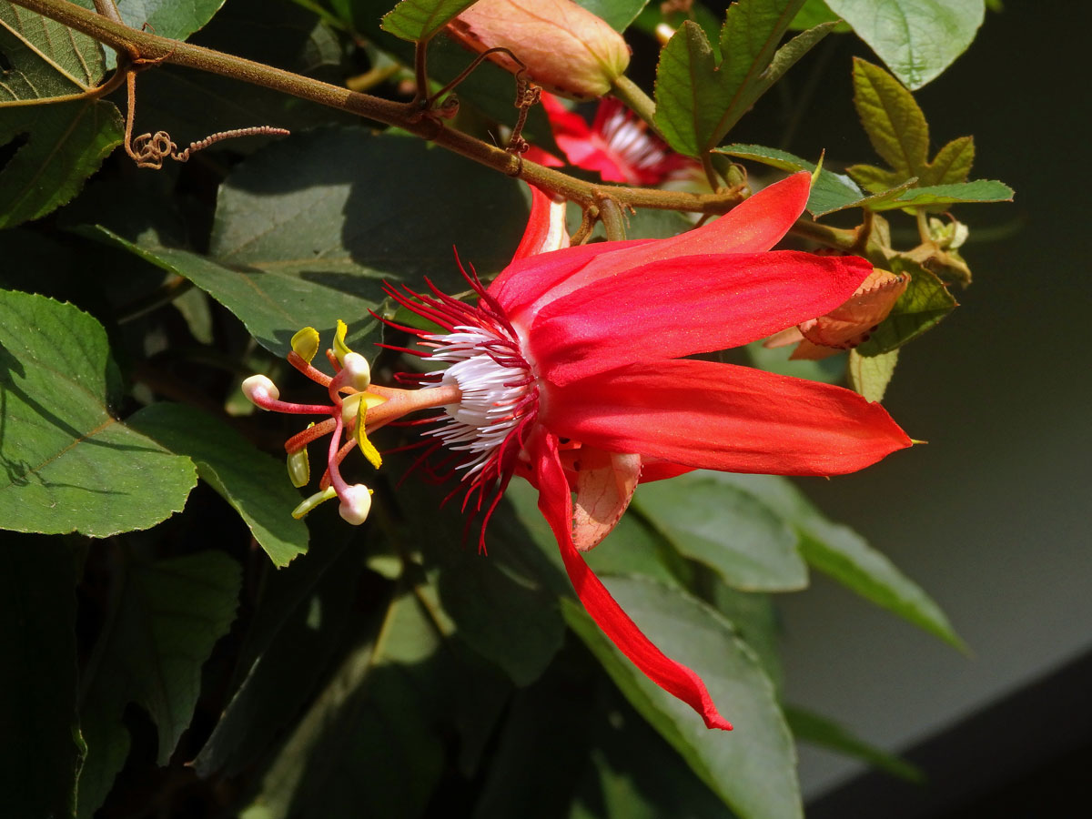 Mučenka (Passiflora vitifolia Kunth)