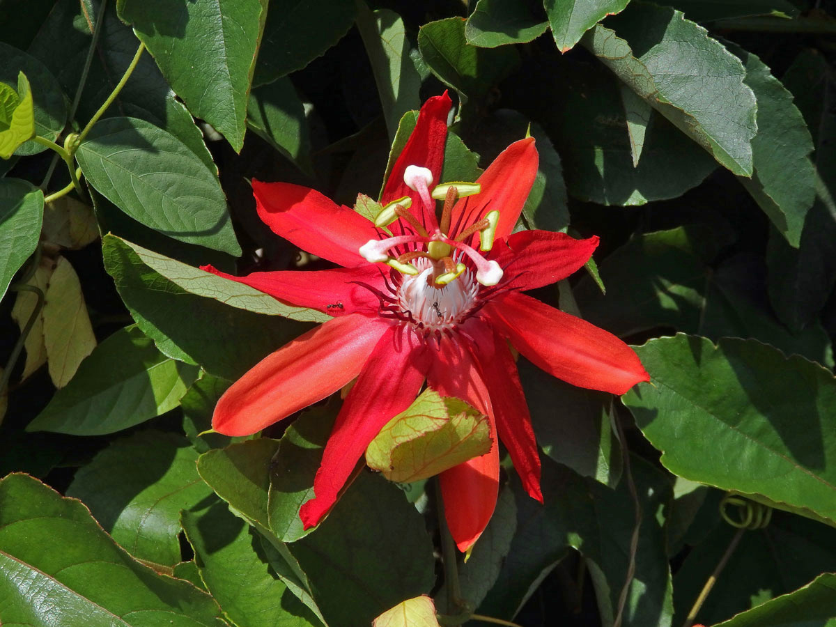 Mučenka (Passiflora vitifolia Kunth)