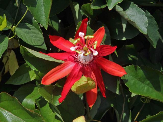 Mučenka (Passiflora vitifolia Kunth)