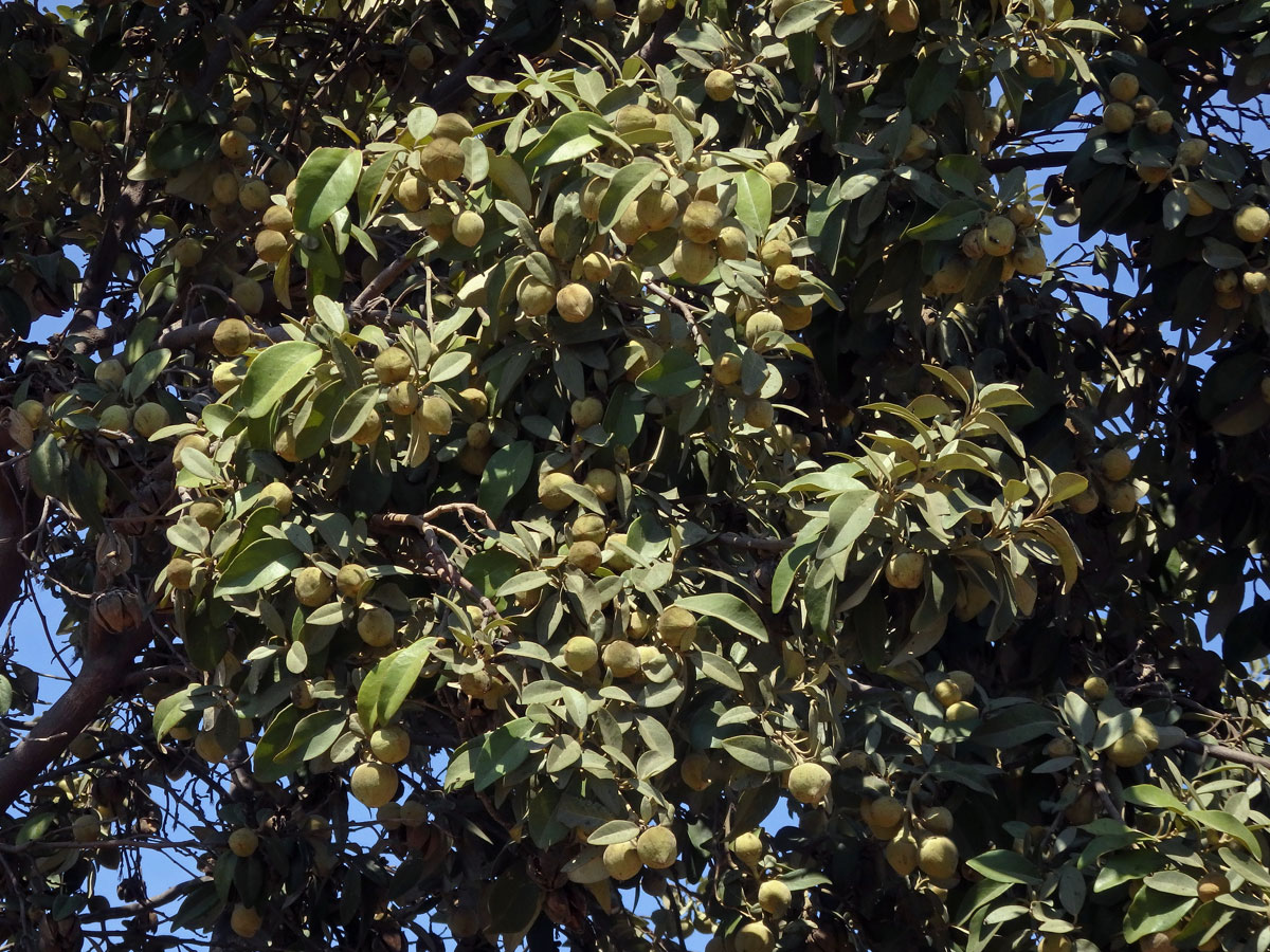 Lagunaria patersonii (Andr.) G. Don