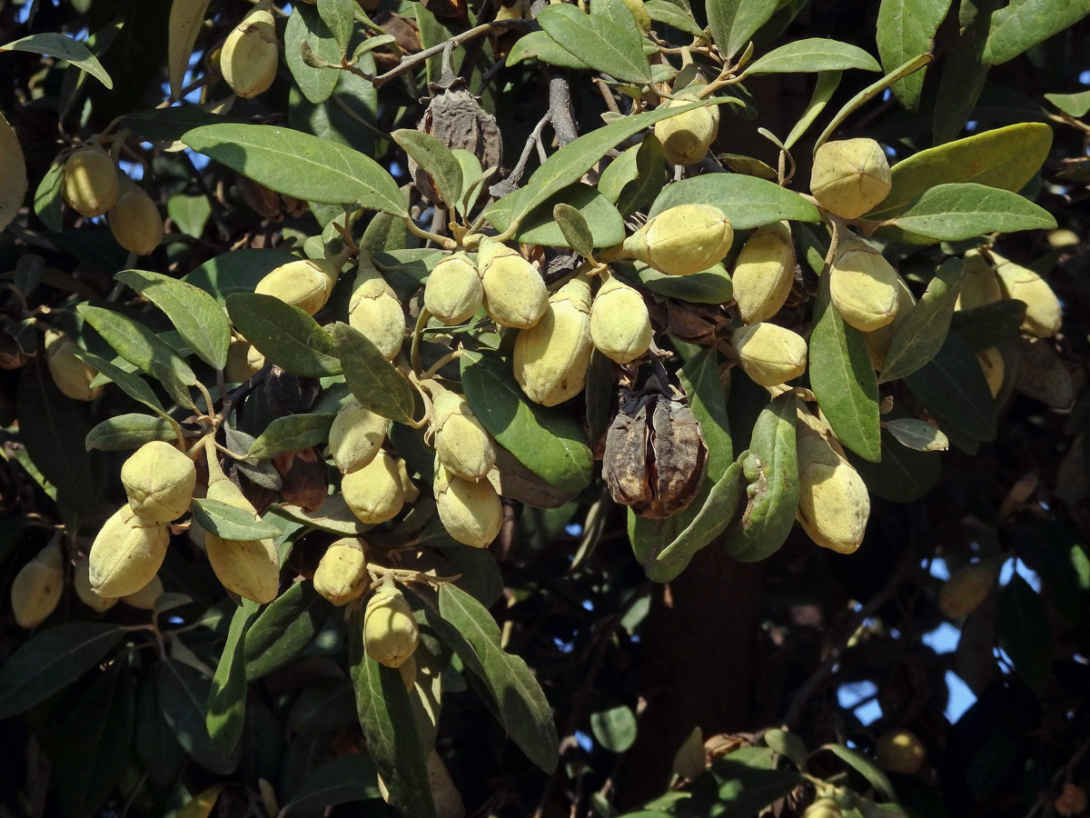 Lagunaria patersonii (Andr.) G. Don