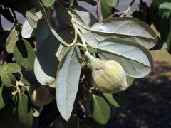 Lagunaria patersonii (Andr.) G. Don