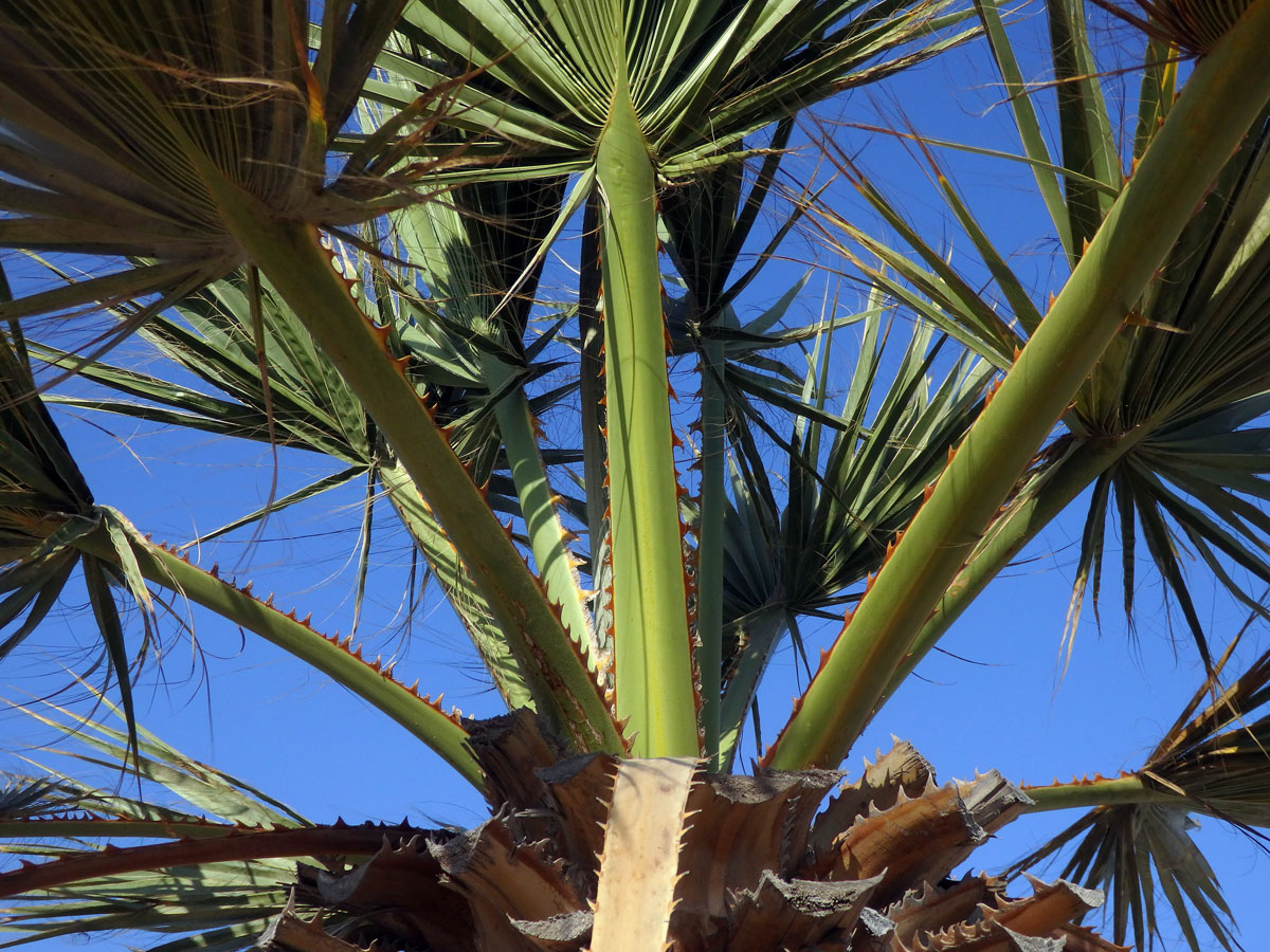 Washingtonie vláknitá (Washingtonia filifera (Rafarin) H. Wendl. ex de Bary)