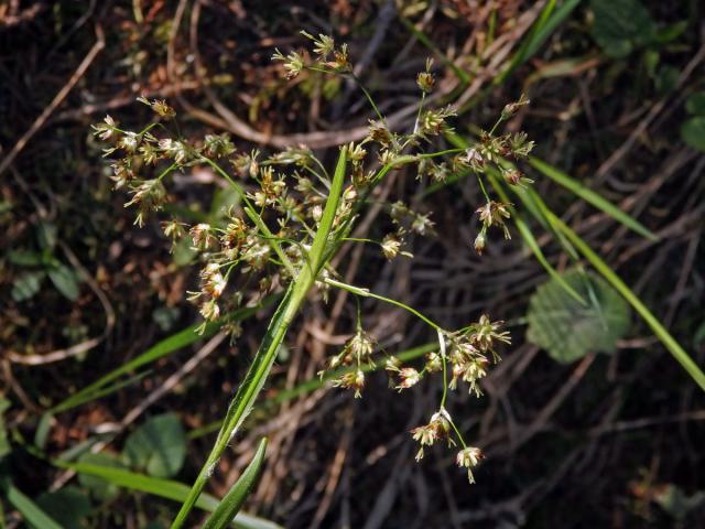 Bika lesní (Luzula sylvatica (Huds.) Gaudin)