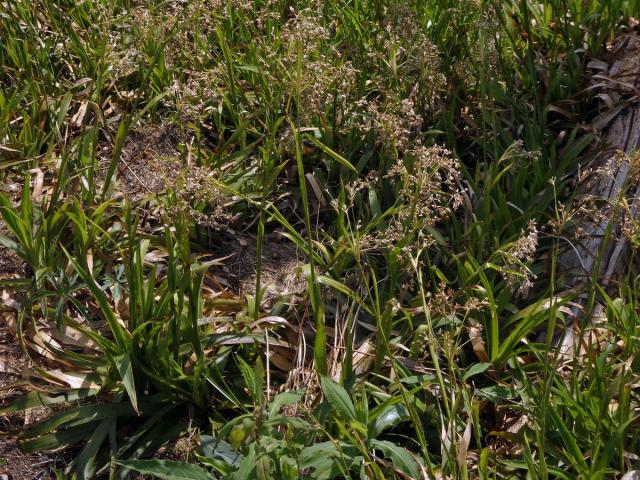 Bika lesní (Luzula sylvatica (Huds.) Gaudin)