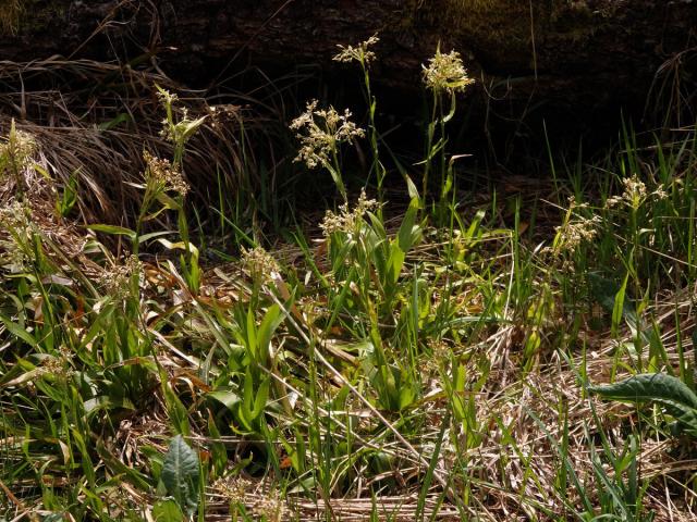 Bika lesní (Luzula sylvatica (Huds.) Gaudin)