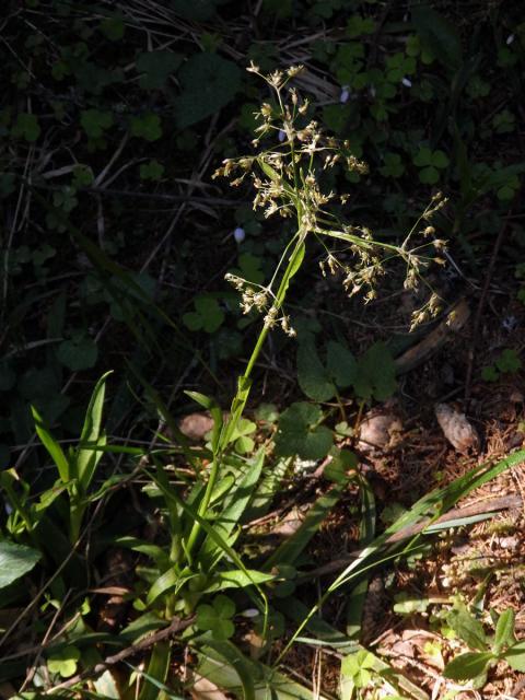 Bika lesní (Luzula sylvatica (Huds.) Gaudin)